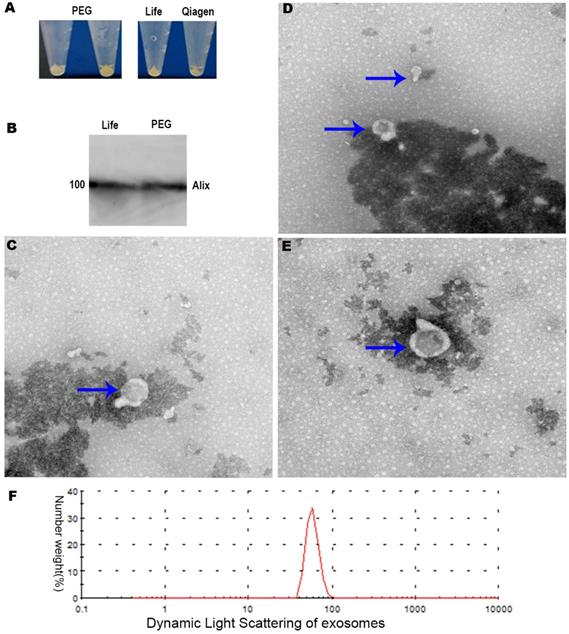 J Cancer Image