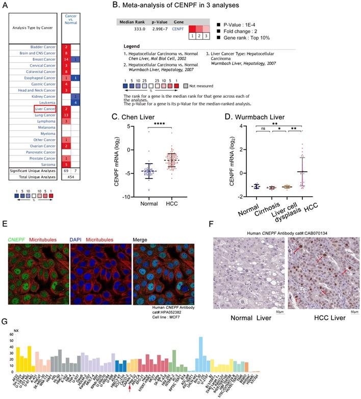 J Cancer Image