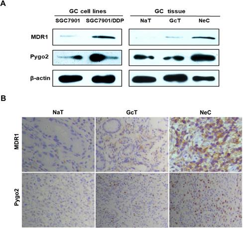 J Cancer Image