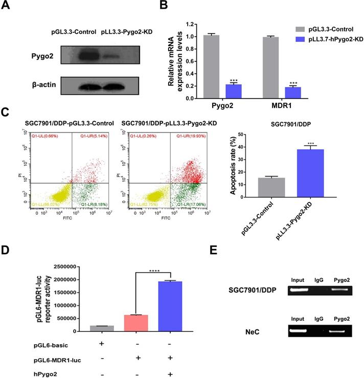 J Cancer Image