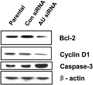 J Cancer Image