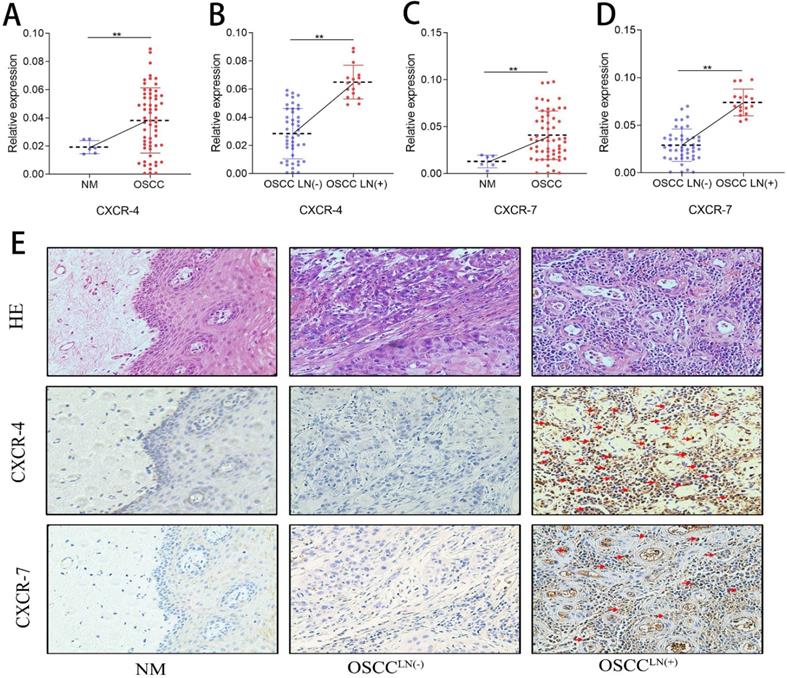 J Cancer Image