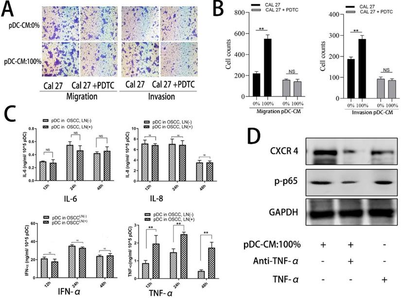 J Cancer Image