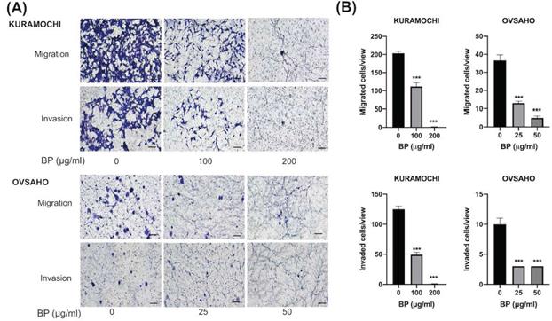 J Cancer Image