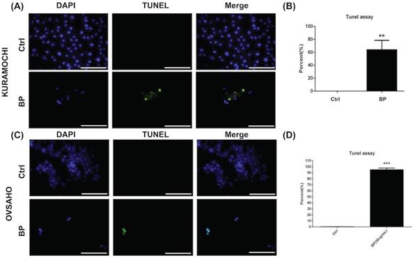 J Cancer Image