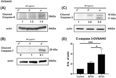 J Cancer Image