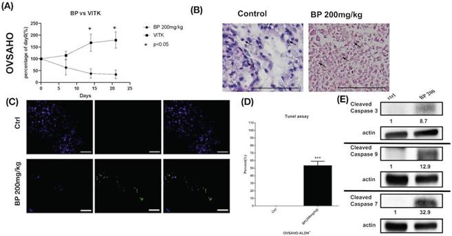 J Cancer Image