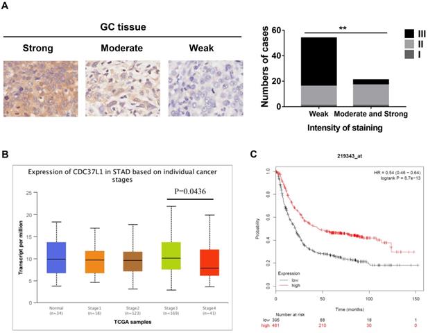 J Cancer Image