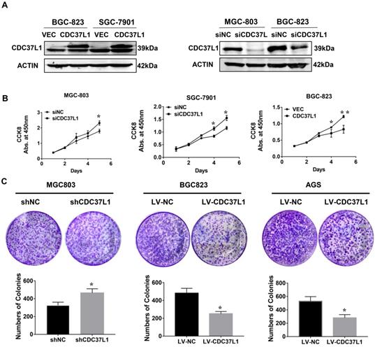 J Cancer Image