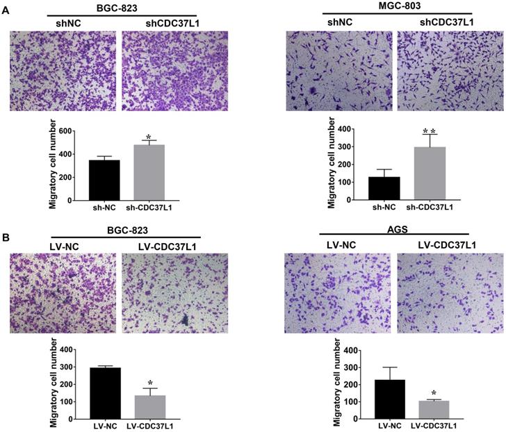 J Cancer Image