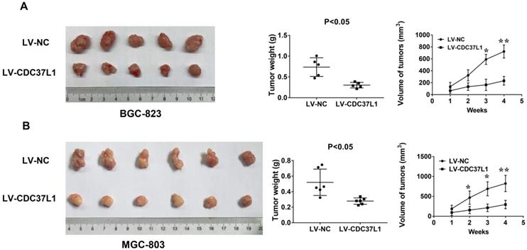 J Cancer Image