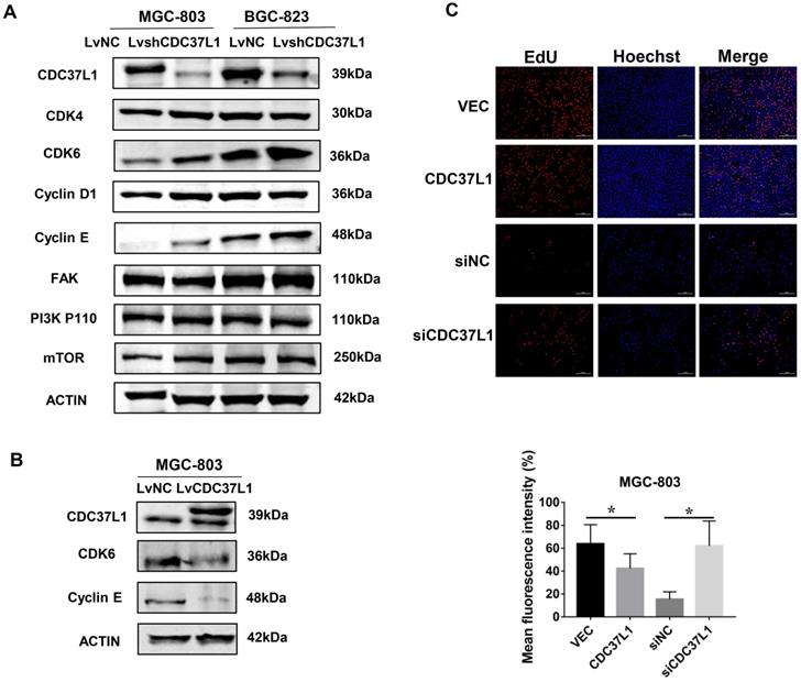 J Cancer Image