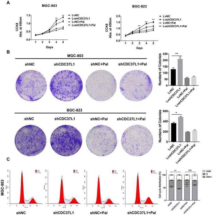 J Cancer Image