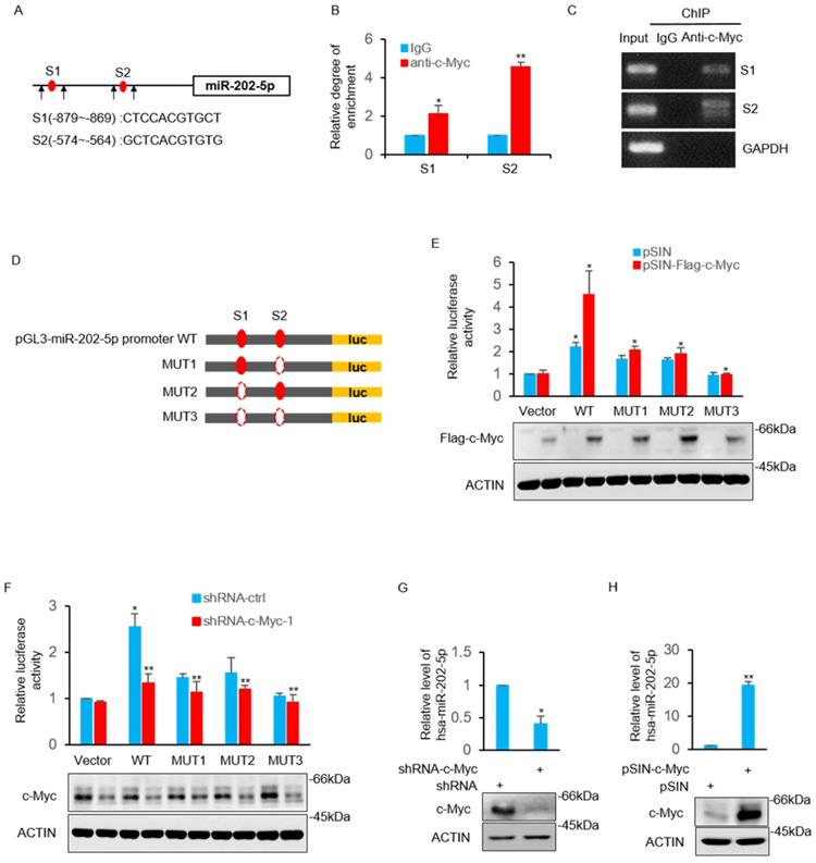 J Cancer Image