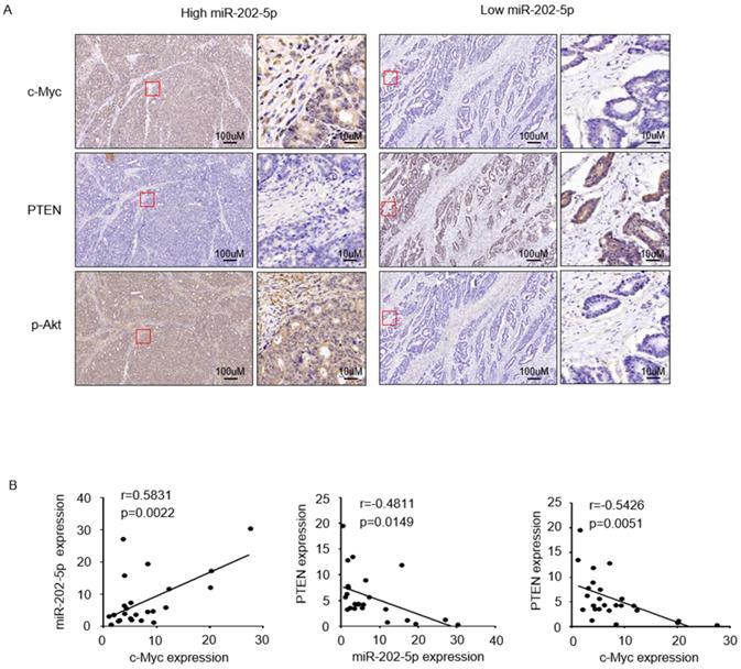 J Cancer Image