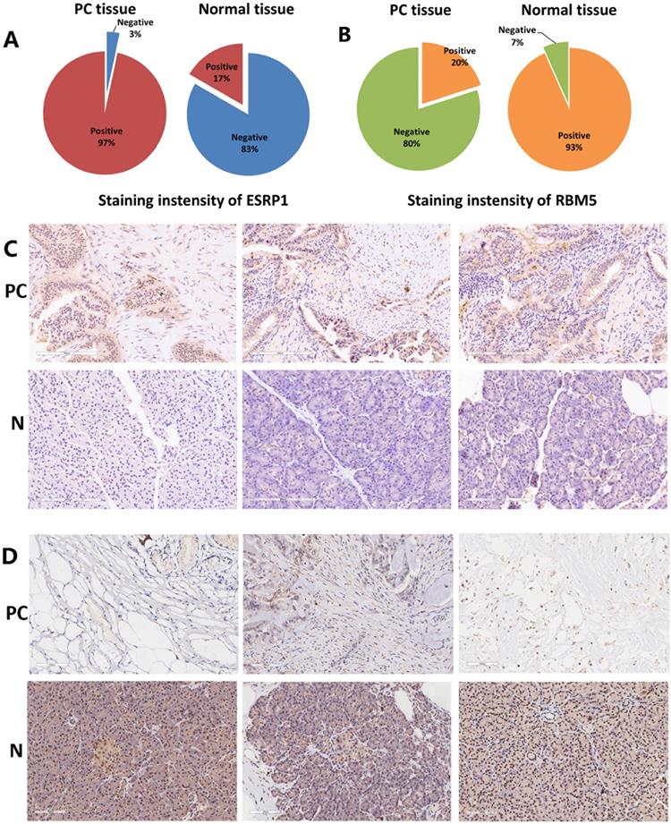 J Cancer Image