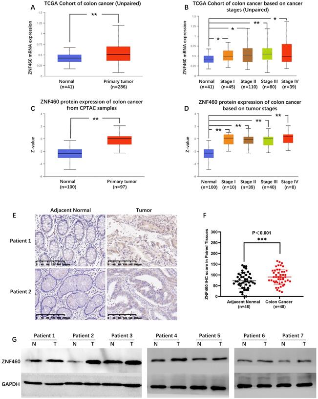 J Cancer Image