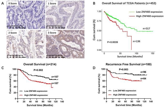 J Cancer Image