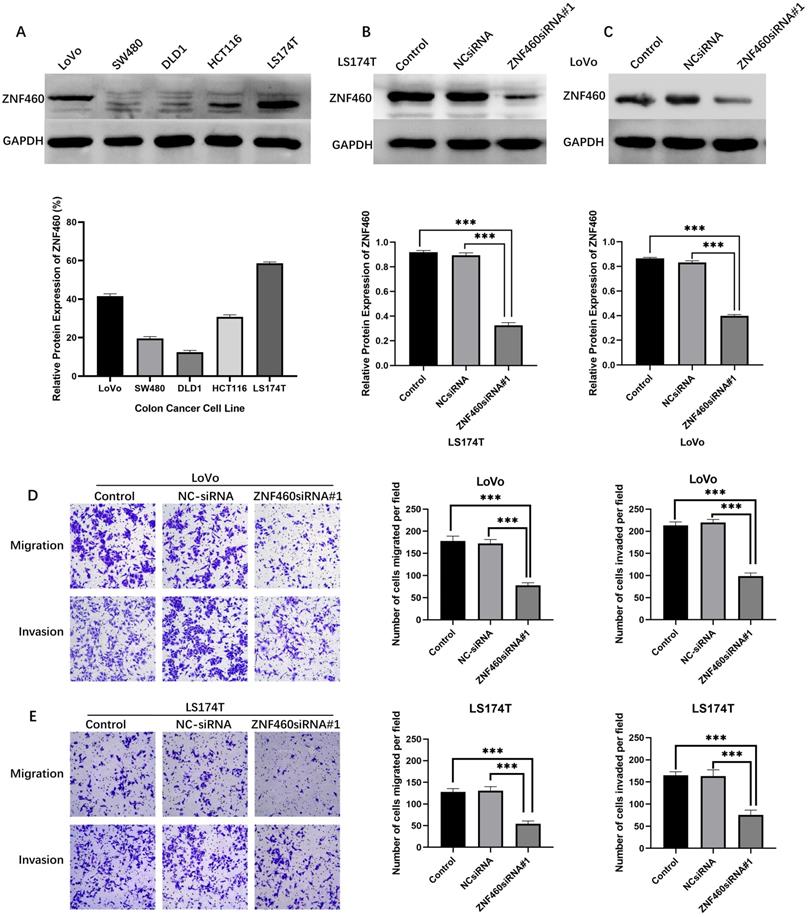 J Cancer Image