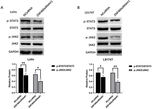 J Cancer Image