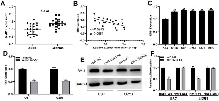 J Cancer Image