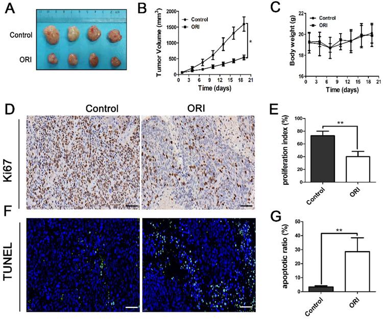 J Cancer Image