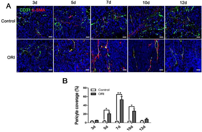 J Cancer Image