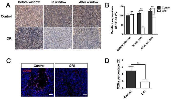 J Cancer Image