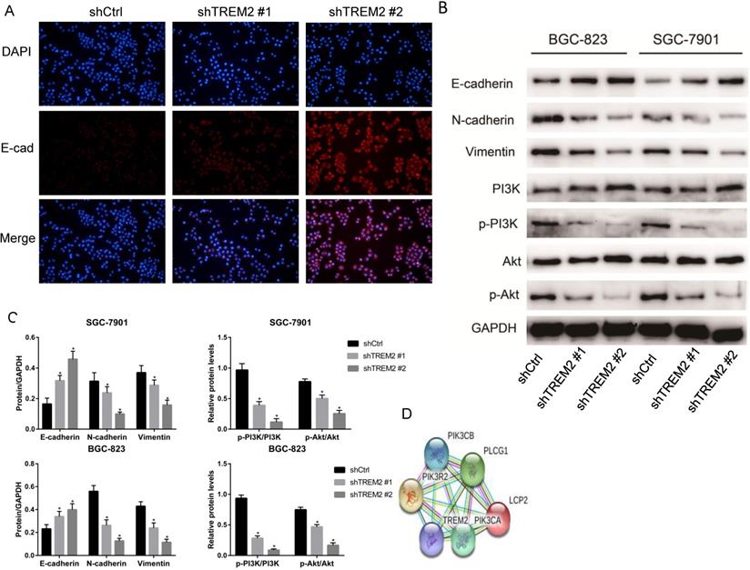 J Cancer Image