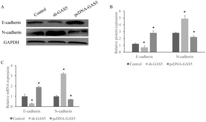 J Cancer Image