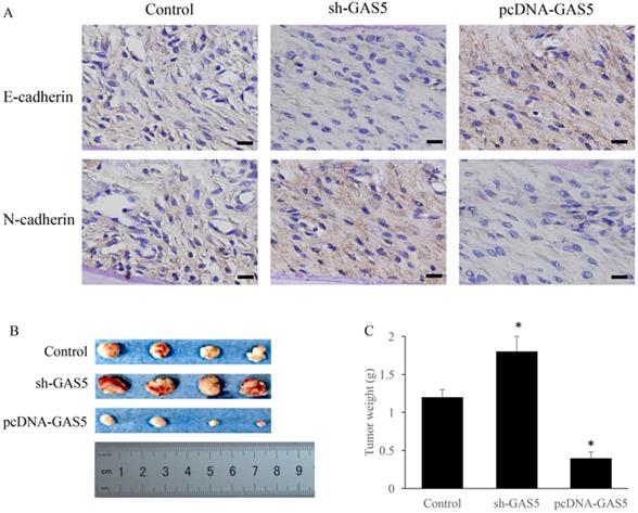 J Cancer Image