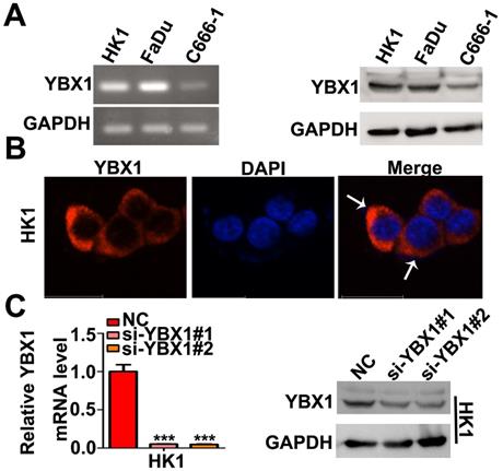 J Cancer Image