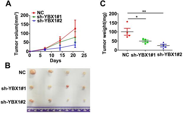 J Cancer Image