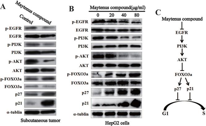 J Cancer Image