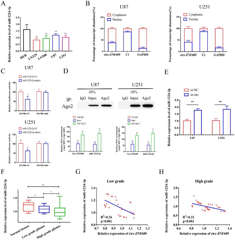 J Cancer Image