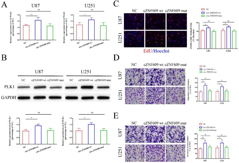 J Cancer Image