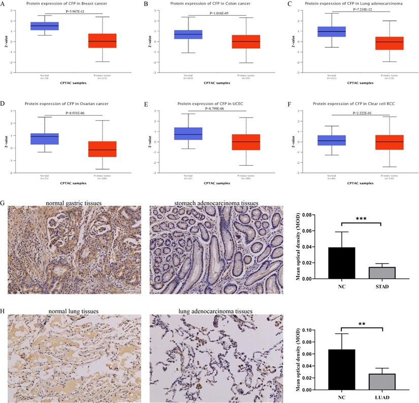 J Cancer Image