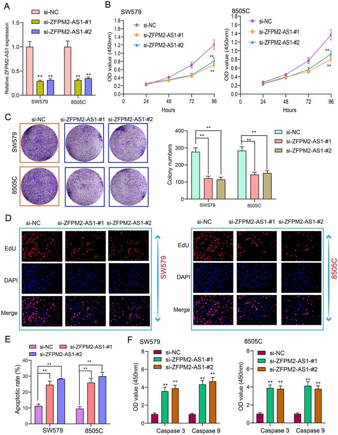 J Cancer Image