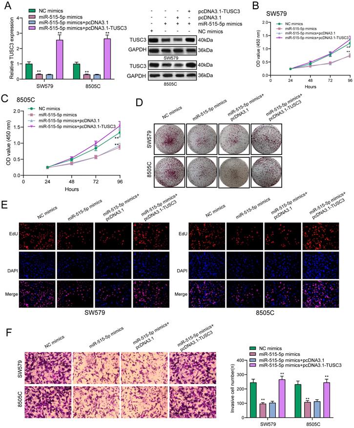 J Cancer Image