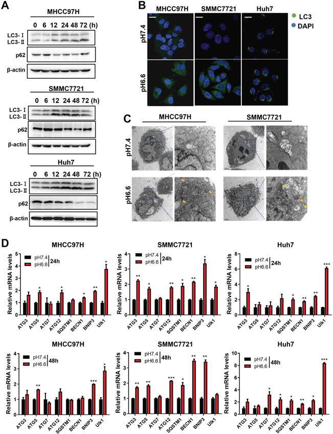 J Cancer Image