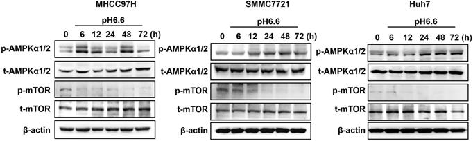 J Cancer Image