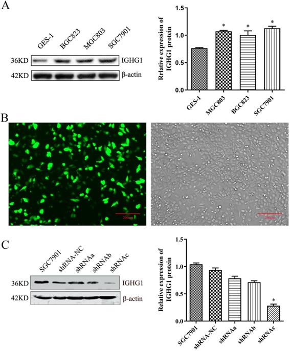 J Cancer Image