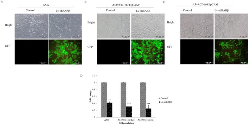 J Cancer Image