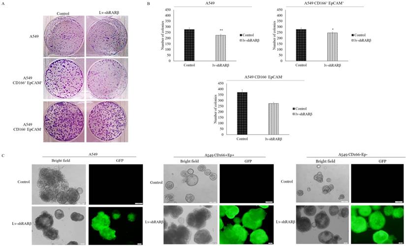 J Cancer Image