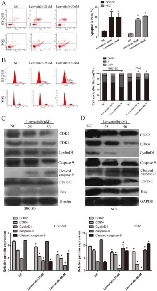 J Cancer Image