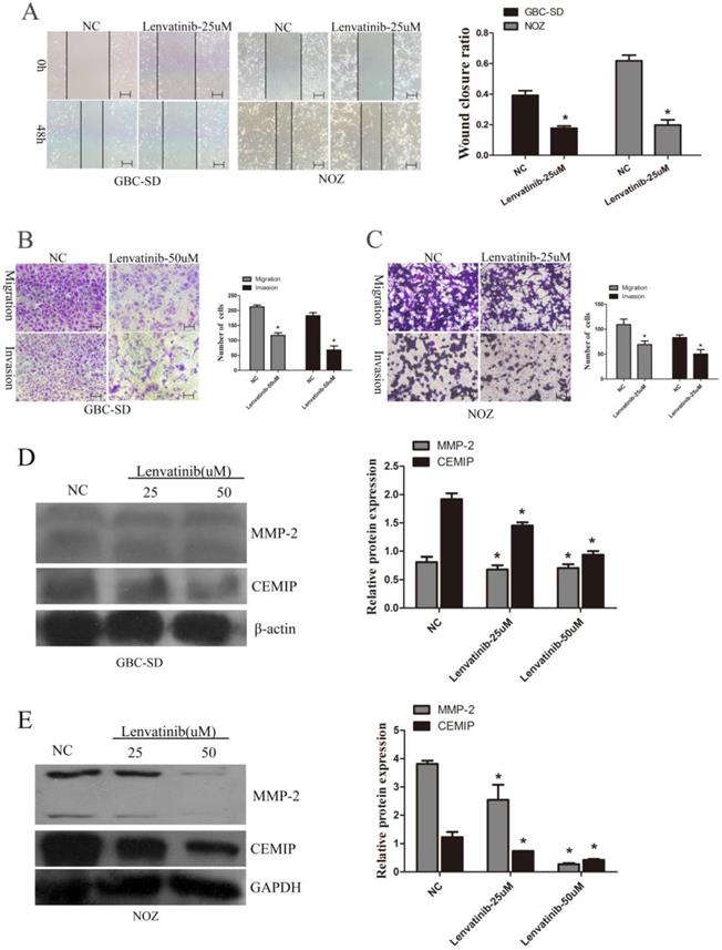 J Cancer Image