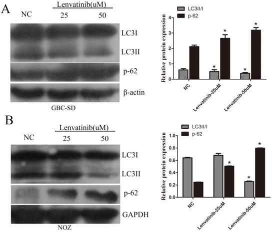 J Cancer Image