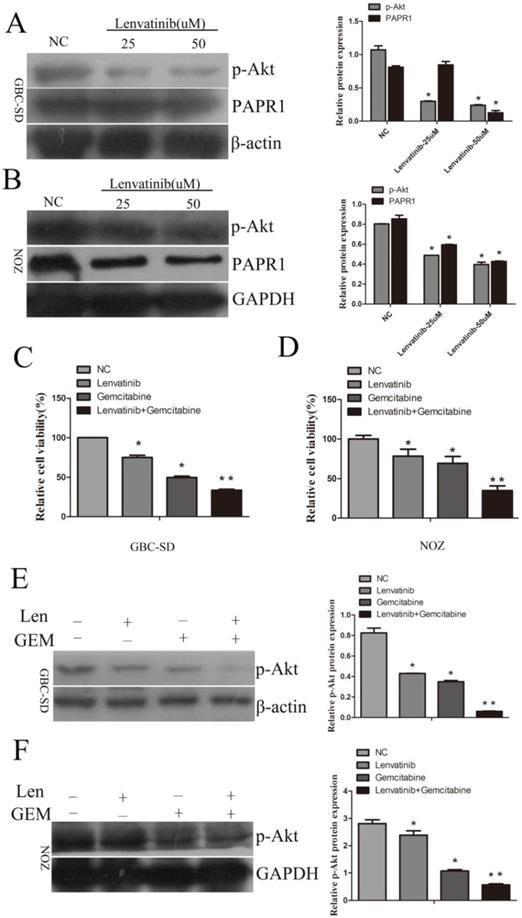 J Cancer Image