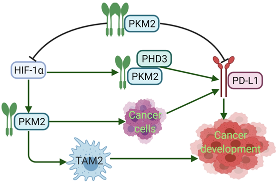 J Cancer Image