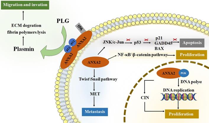 J Cancer Image